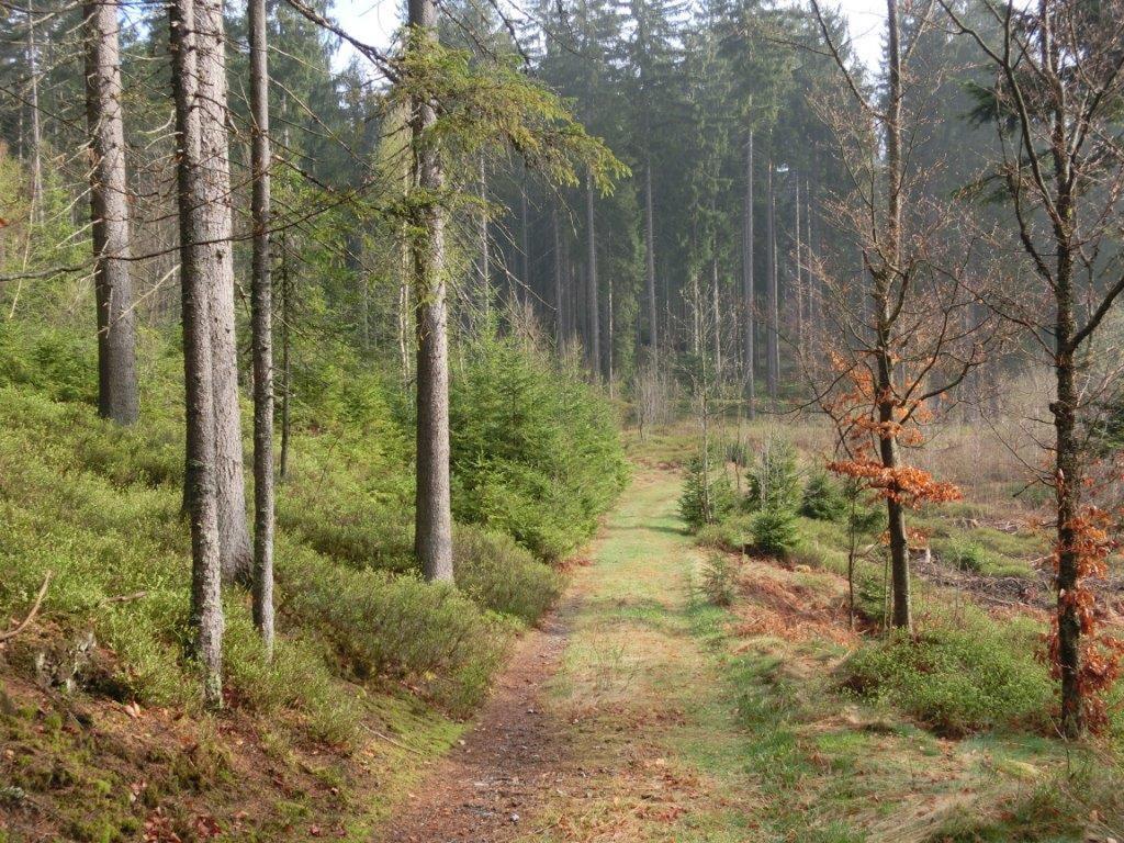 Pension Fohlenhof Frauenau Exteriér fotografie